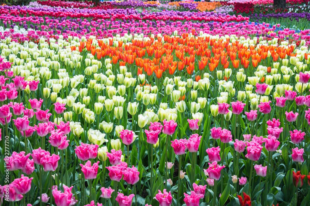 Orange, White, and  Pink Tulips arranged in a geometric pattern in a garden. Shallow depth of field.