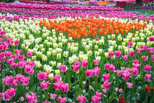 Orange, White, and Pink Tulips arranged in a geometric pattern in a garden. Shallow depth of field. © dplett