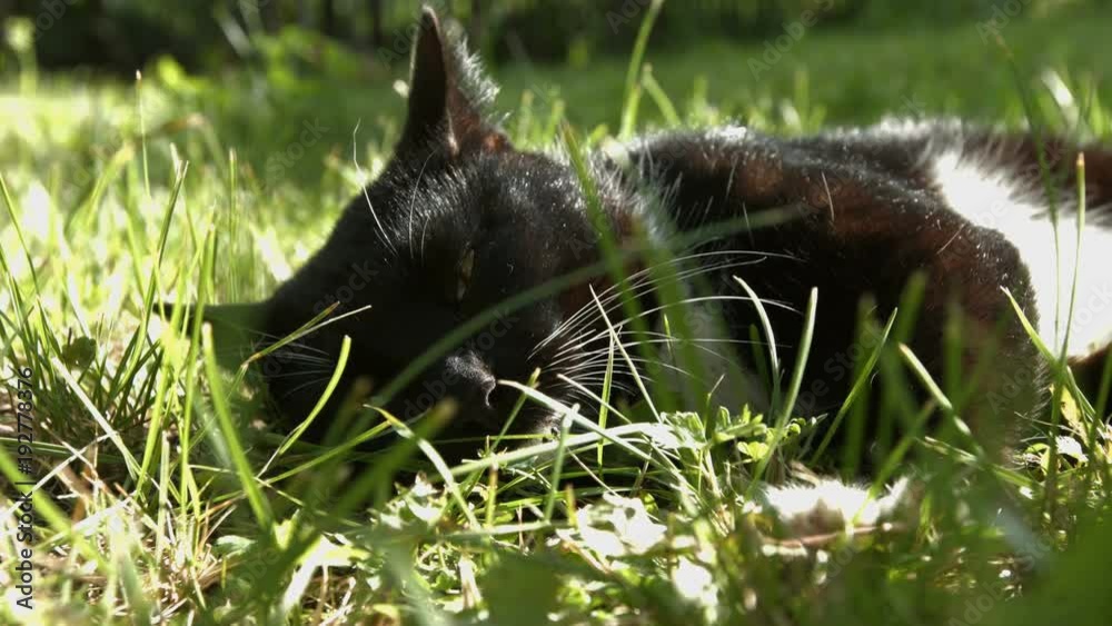 The cat lies in the grass.
The cat is resting in the grass, half-closing the green eyes.
Slow motion. The cat lies in the grass.
The cat is resting in the grass, half-closing the green eyes.
Slow motion.