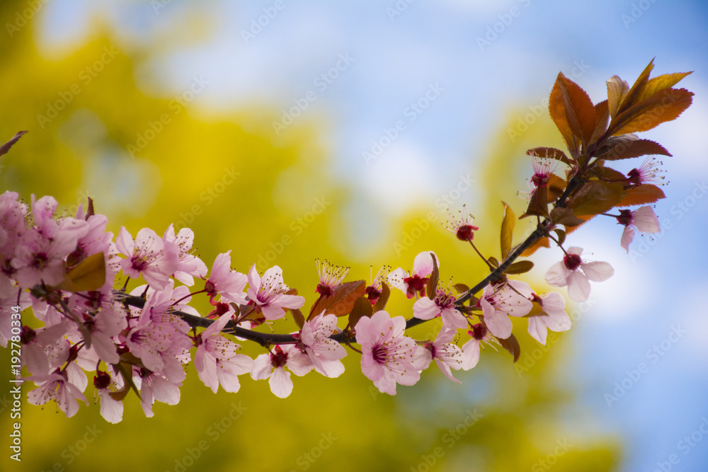Obraz premium Flores del árbol 