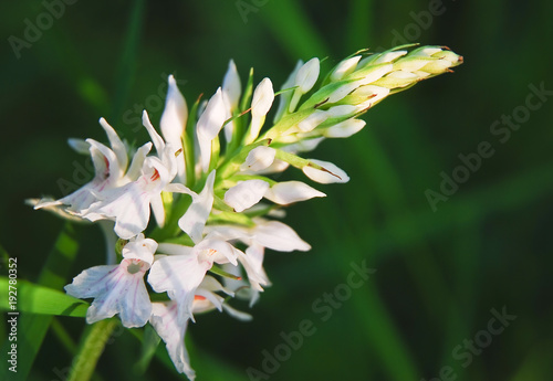 Fuch's Dactylorhiza, or Common Spotted Orchid (Dactylorhiza fuchsii), a white form photo