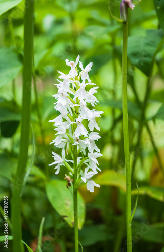 Fuch's Dactylorhiza, or Common Spotted Orchid (Dactylorhiza fuchsii), a white form photo