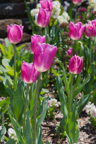 tulip flowers bloom spring purple orange