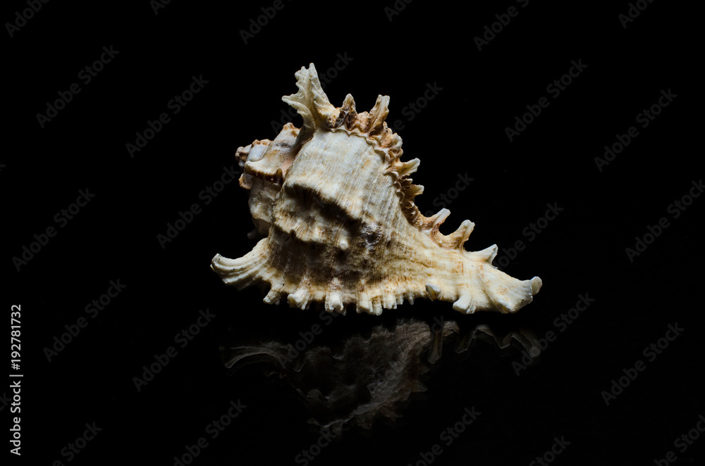 seashells shells sea on black background low key seashells shells sea on black background low key