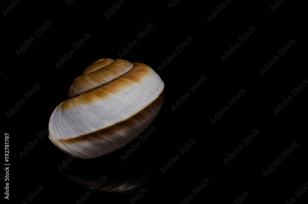 seashells shells sea on black background low key seashells shells sea on black background low key
