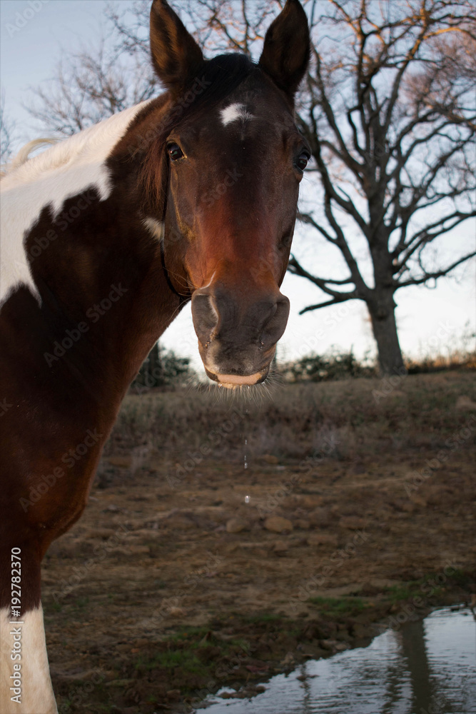 Naklejka premium close up of a brown and white horse