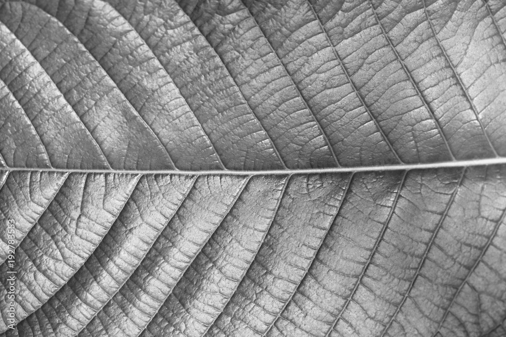 Obraz premium Texture of leaf of Magnoliopsida plant type for background, Monochrome style (black and white).