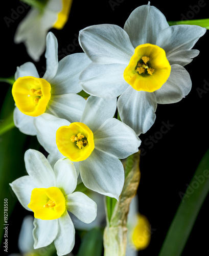 Narcissus - The daffodils are small, white and have a pleasant aroma.