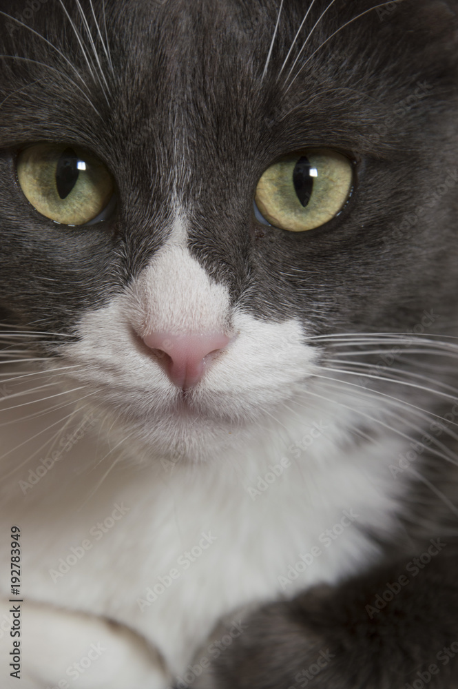 gray cat close up