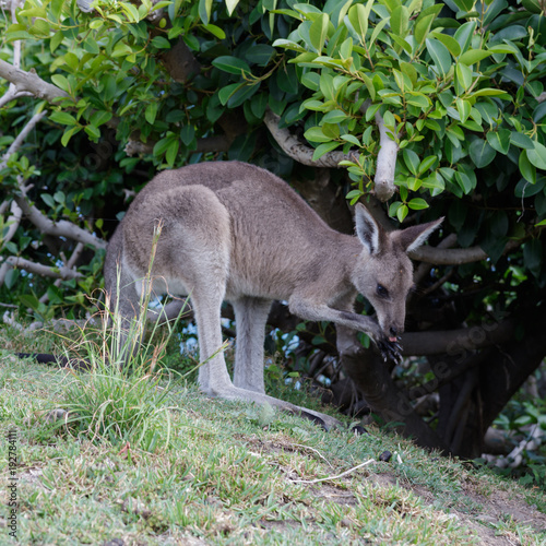 kangaroo eating from its paws