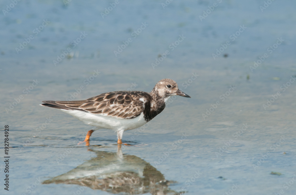 Ruddy Turnstone; Arenaria interpres