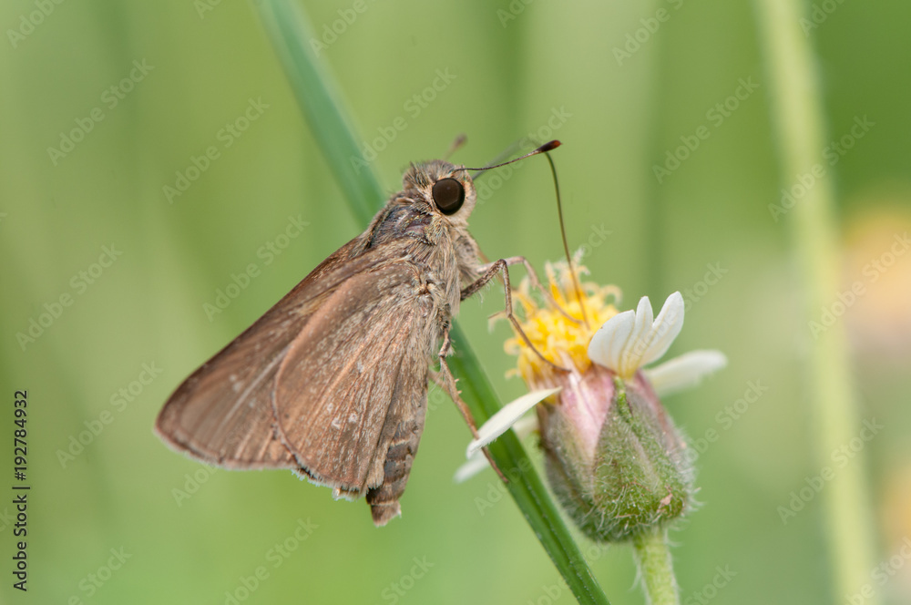 Obraz premium Moth, Night butterfly