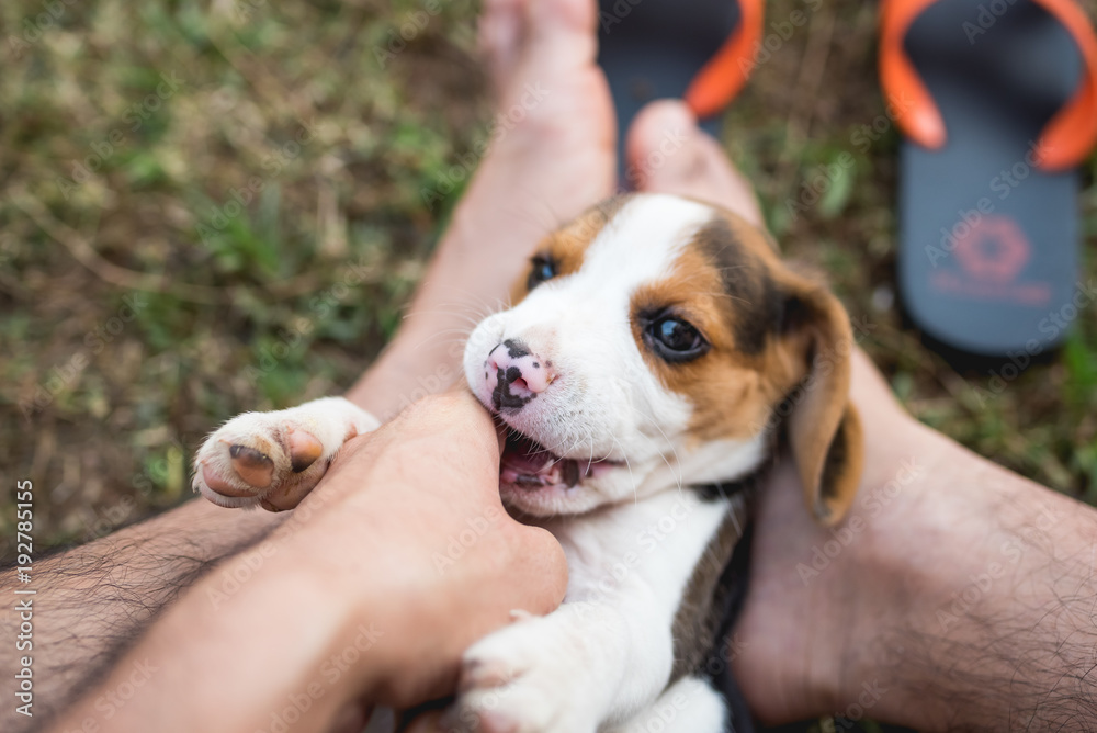 Obraz premium Close up of cute young Beagle playing in garden