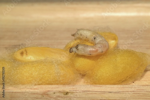 Close up in sect Silkworm on tray.