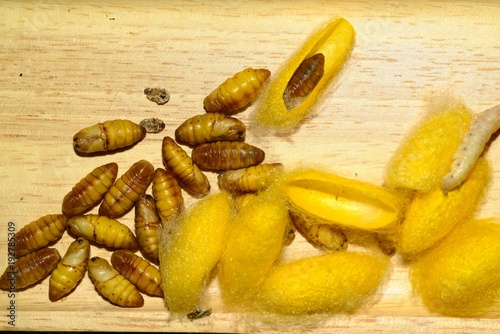 Close up in sect Silkworm on tray.