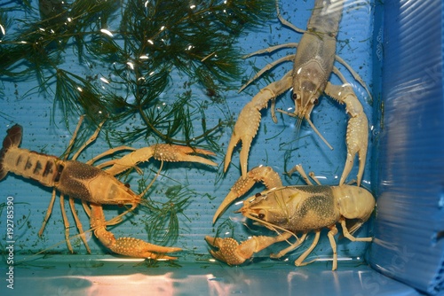 Colorful crayfish ( Procambarus Clarkii Clear ) in a blue plastic tray. photo