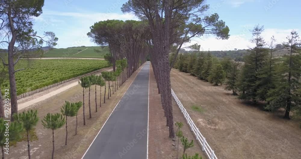 4K summer day aerial video view of Western Cape's Stellenbosch wine estates area, Neethlingshof's ancient cedar-lined driveway lane, grape plantations in the background near Cape Town, South Africa 4K summer day aerial video view of Western Cape's Stellenbosch wine estates area, Neethlingshof's ancient cedar-lined driveway lane, grape plantations in the background near Cape Town, South Africa