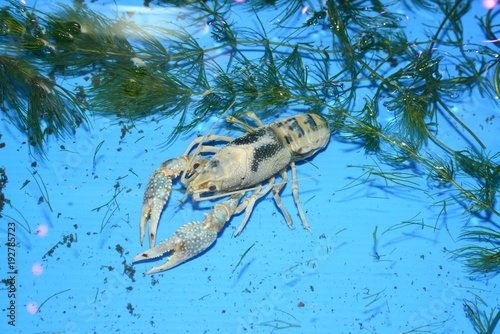 Colorful crayfish ( Procambarus Clarkii Clear ) in a blue plastic tray. photo