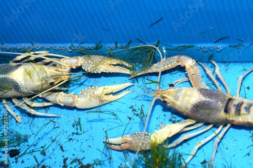 Colorful crayfish ( Procambarus Clarkii Clear ) in a blue plastic tray. photo