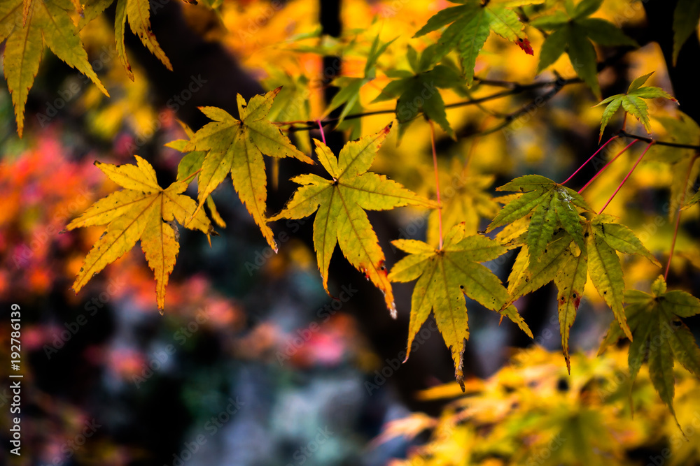 Yellow maple leaves on branch in autumn season Yellow maple leaves on branch in autumn season