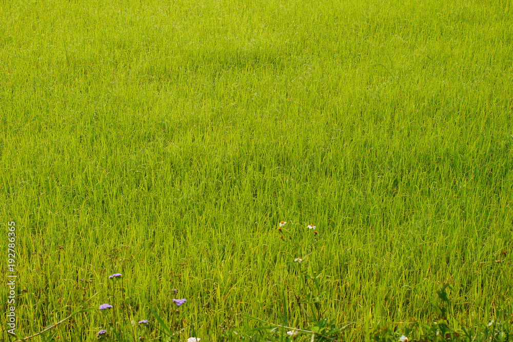 Obraz premium Beautiful abstract view of young paddy plants, View of paddy fields