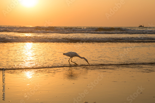 Heron at sunset collects shellfish on the beach