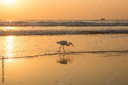 Heron at sunset collects shellfish on the beach