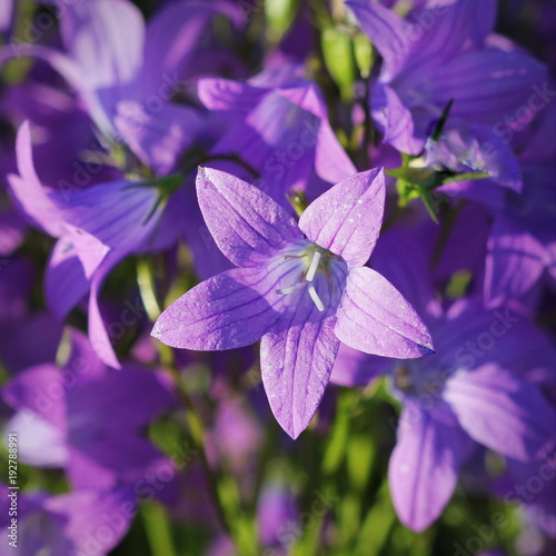 Flower of Campanula patula spreading bellflower in bloom on the meadow