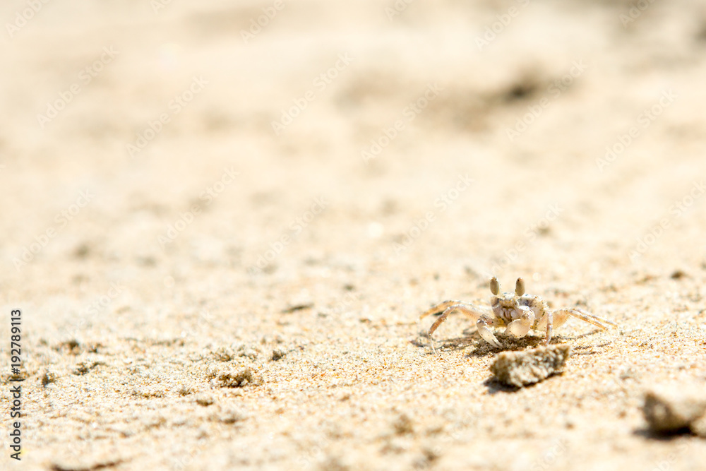 Small crabs on the beach in the sand Small crabs on the beach in the sand