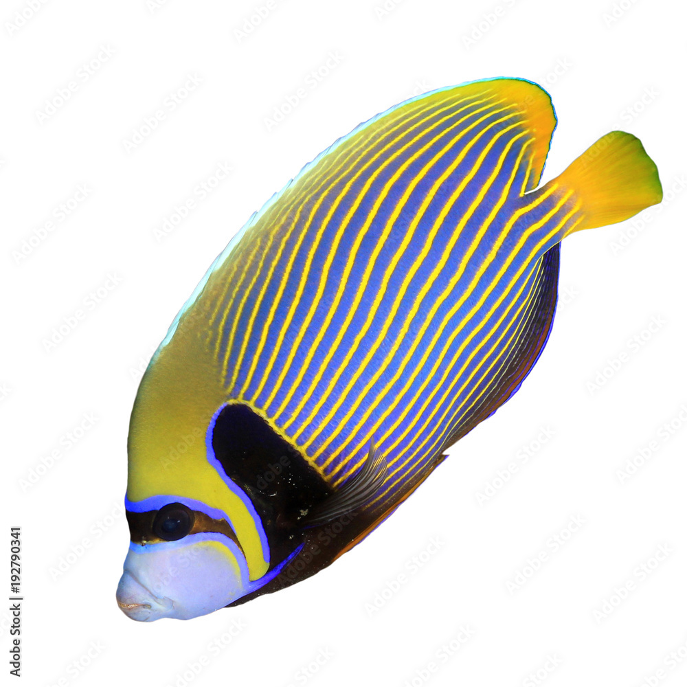 Naklejka premium Emperor Angelfish tropical reef fish isolated on white background