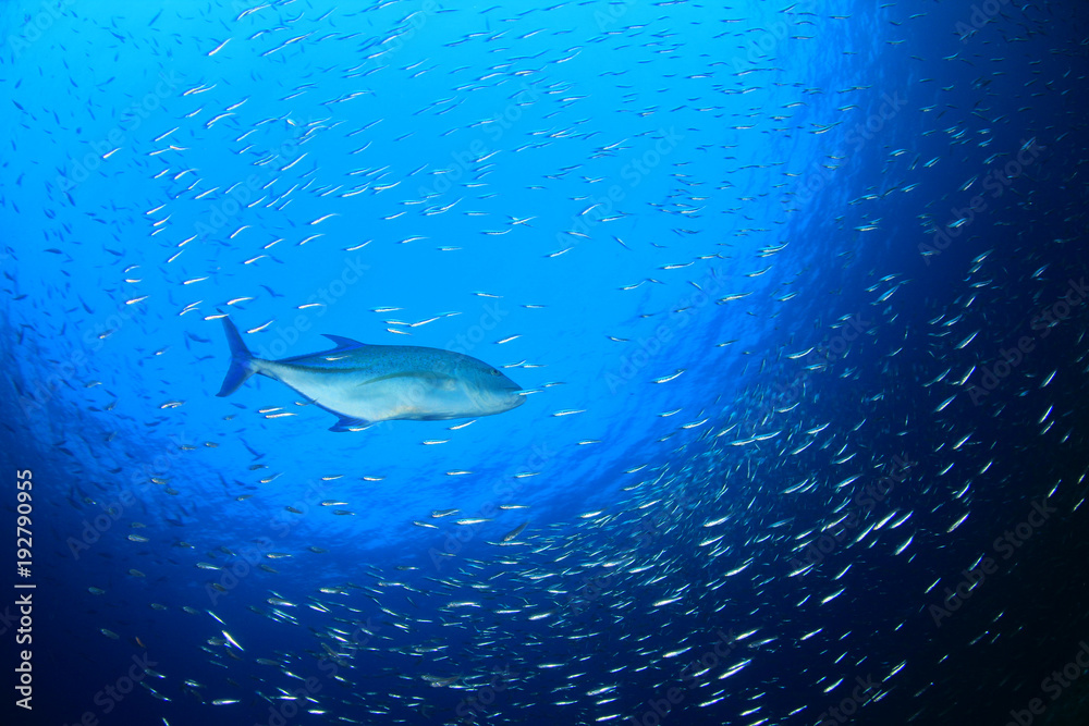 Naklejka premium Mackerel fish hunting sardines