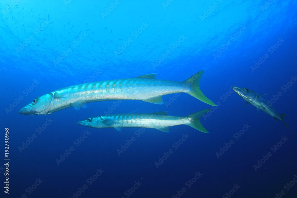 Naklejka premium Pickhandle Barracuda fish