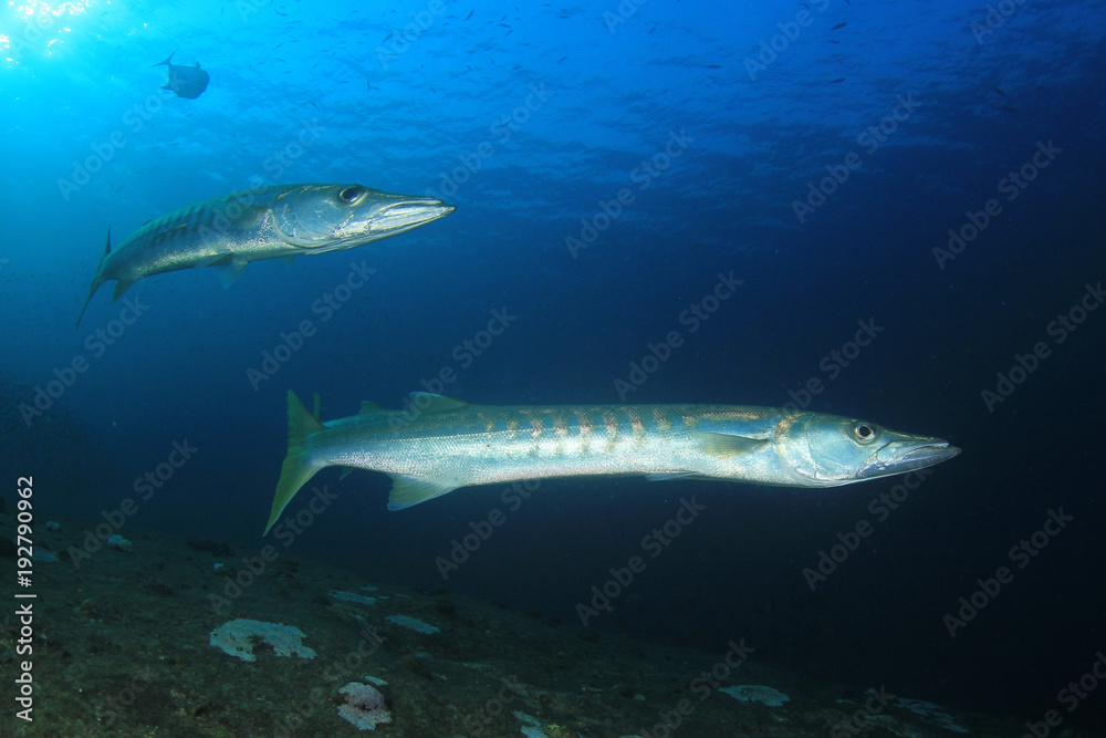 Fototapeta premium Pickhandle Barracuda fish