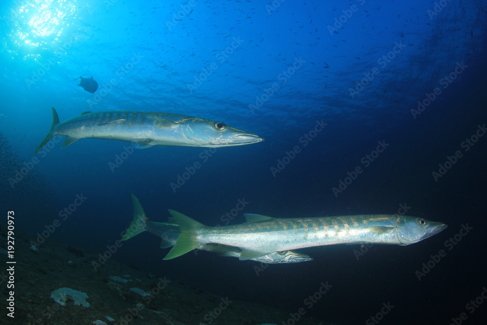 Fototapeta premium Pickhandle Barracuda fish