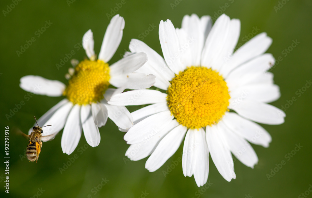 Beautiful white chamomile flower in the nature Beautiful white chamomile flower in the nature
