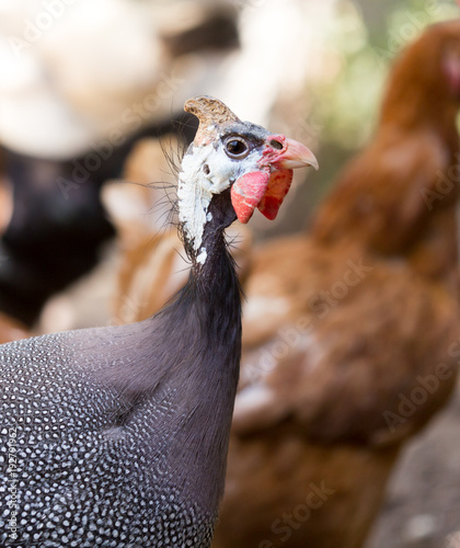 Fényképezés Portrait of a guinea fowl on a farm