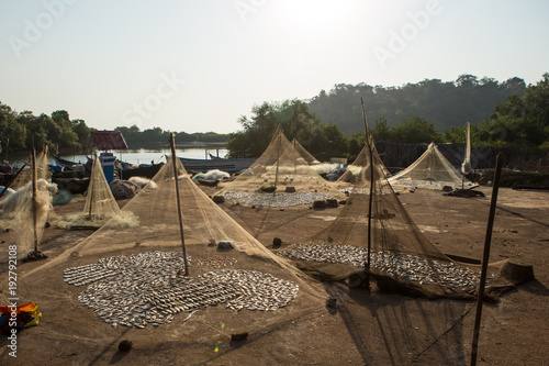 fish to dry in the sun in the small fishing village of India GOA photo