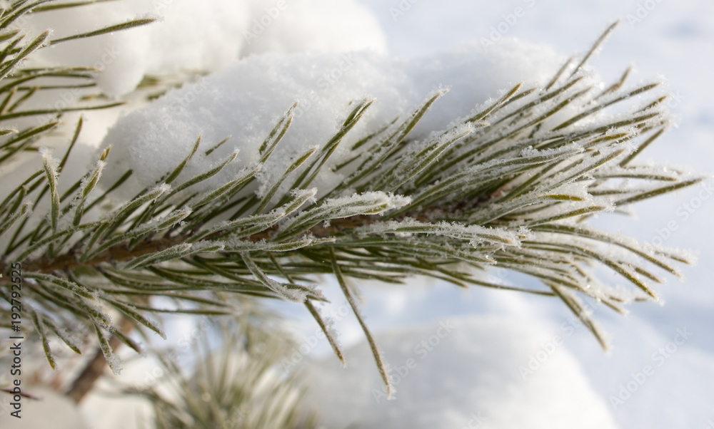 Snow on the Christmas tree in winter Snow on the Christmas tree in winter