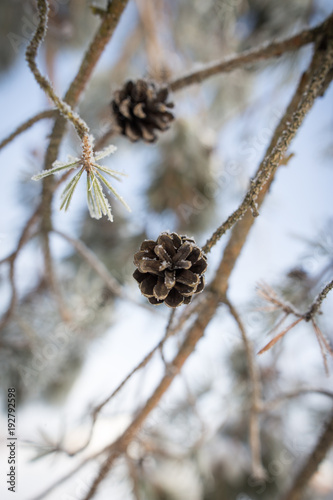 Snow on a Christmas tree with cones in winter