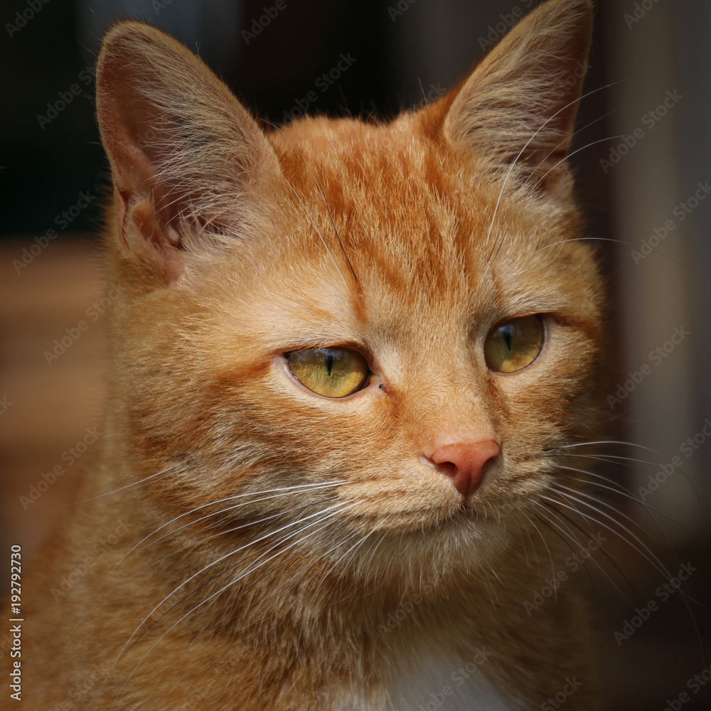 rote Katze mit gelben Augen