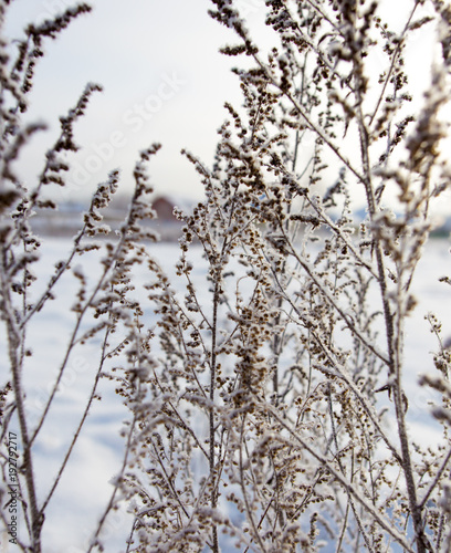 Dry grass in snow on nature
