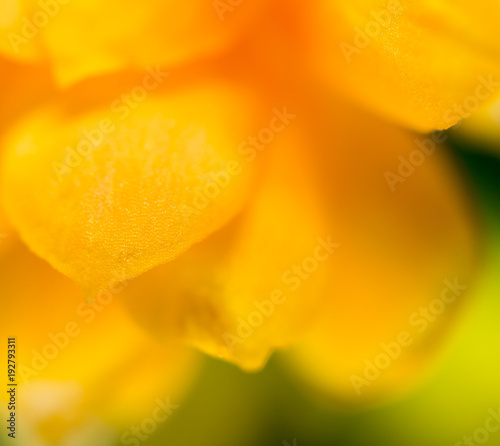 Petals of an orange flower as a background