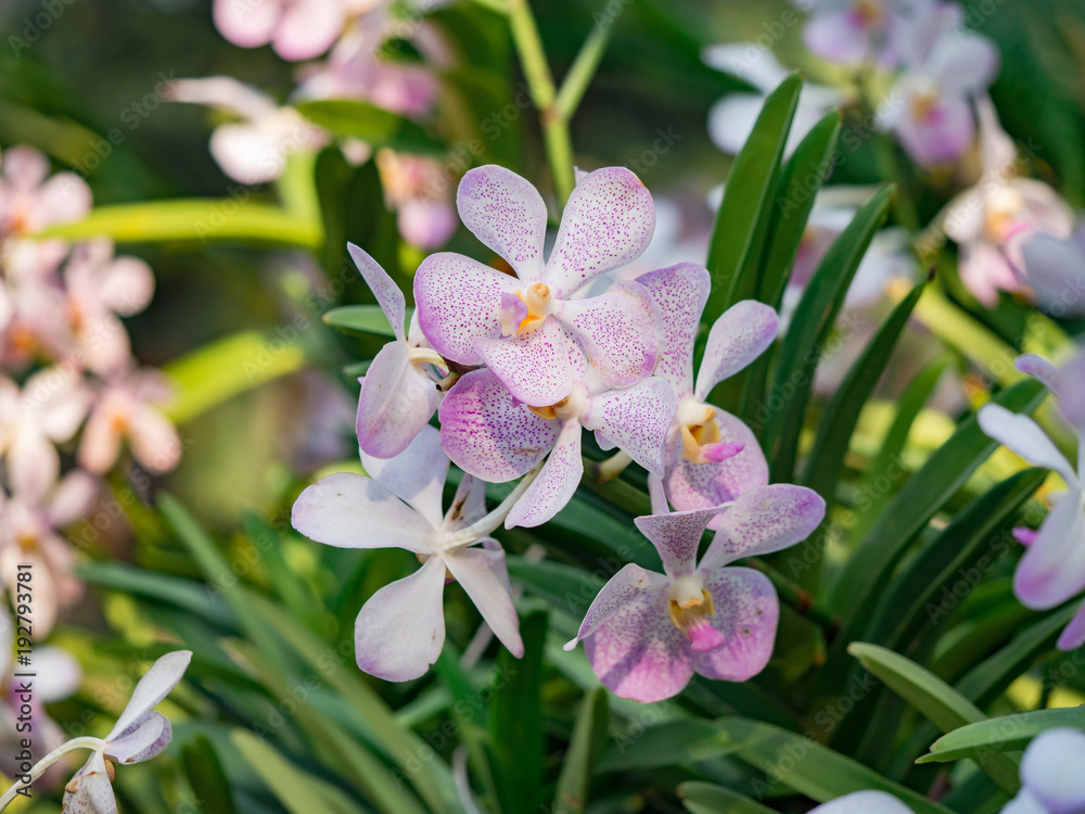 Obraz premium Pink Orchid flower in tropical garden, mokara hybrids, green background for postcard or agriculture business. ..