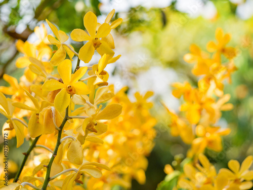 Yellow Orchid flower in tropical garden, mokara hybrids, green background for postcard or agriculture business. ..