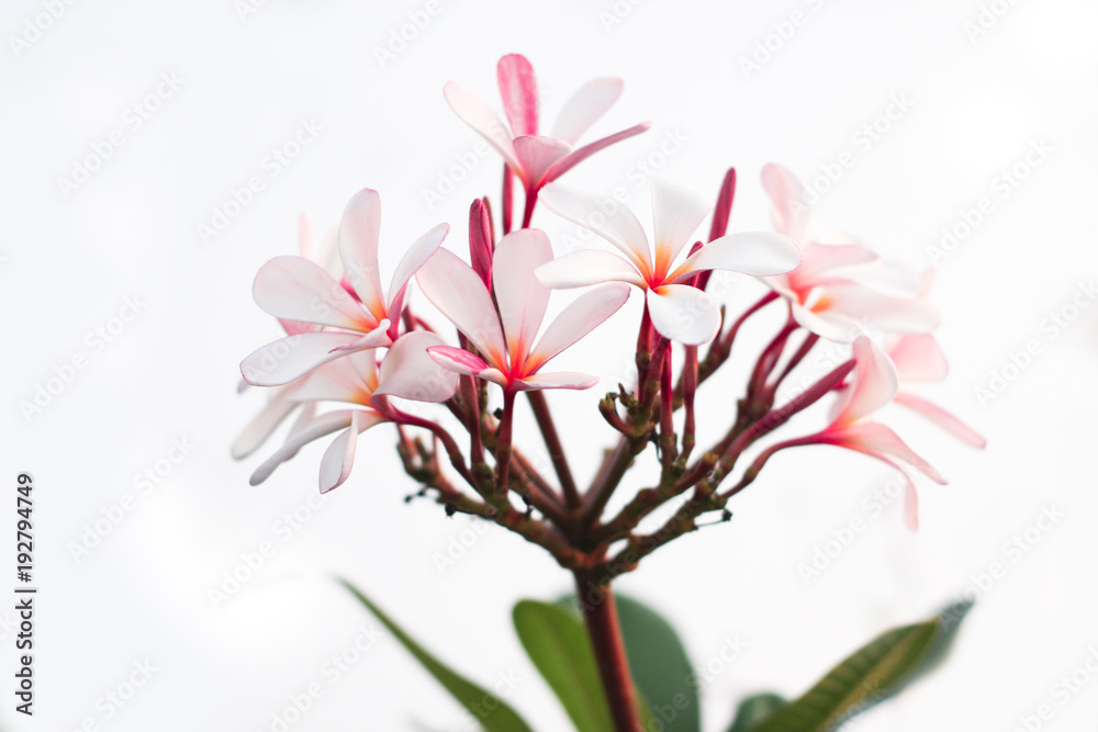 Plumeria Flower in garden