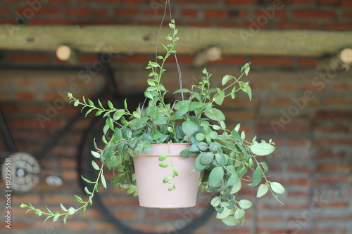 photos of plants in pots