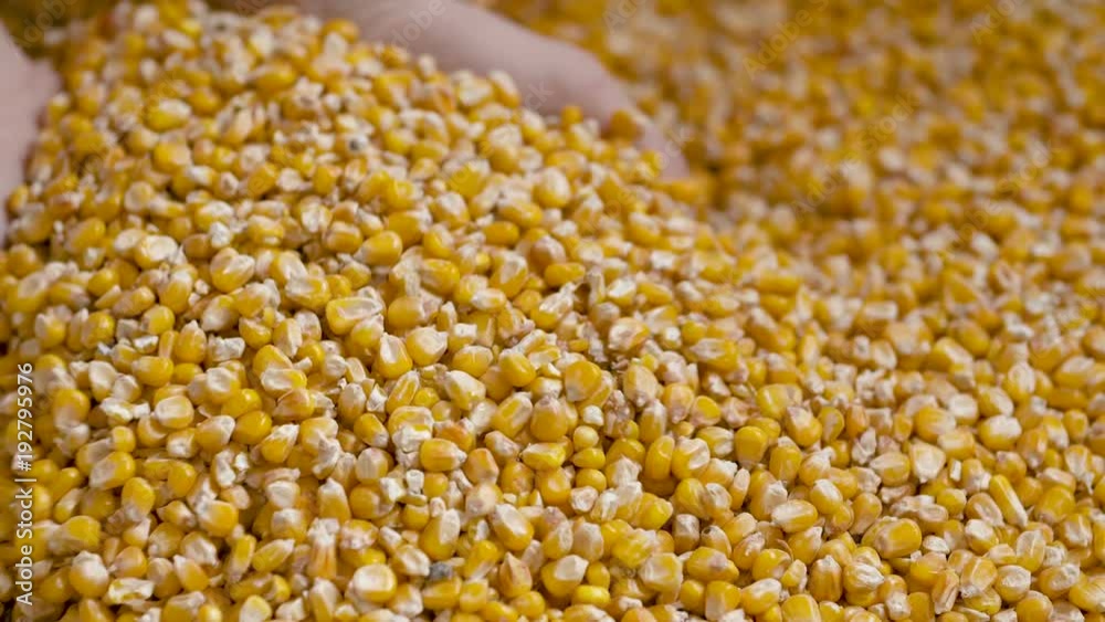 Corn grains in farmer hands. Corn grains in farmer hands.