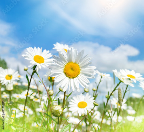 Summer bright landscape with beautiful wild flowers camomiles. Daisies in the field.