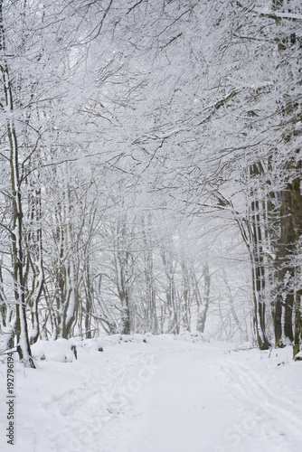 Winterlicher Waldwanderweg