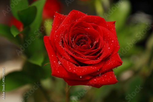 Fototapeta Naklejka Na Ścianę i Meble -  Rose